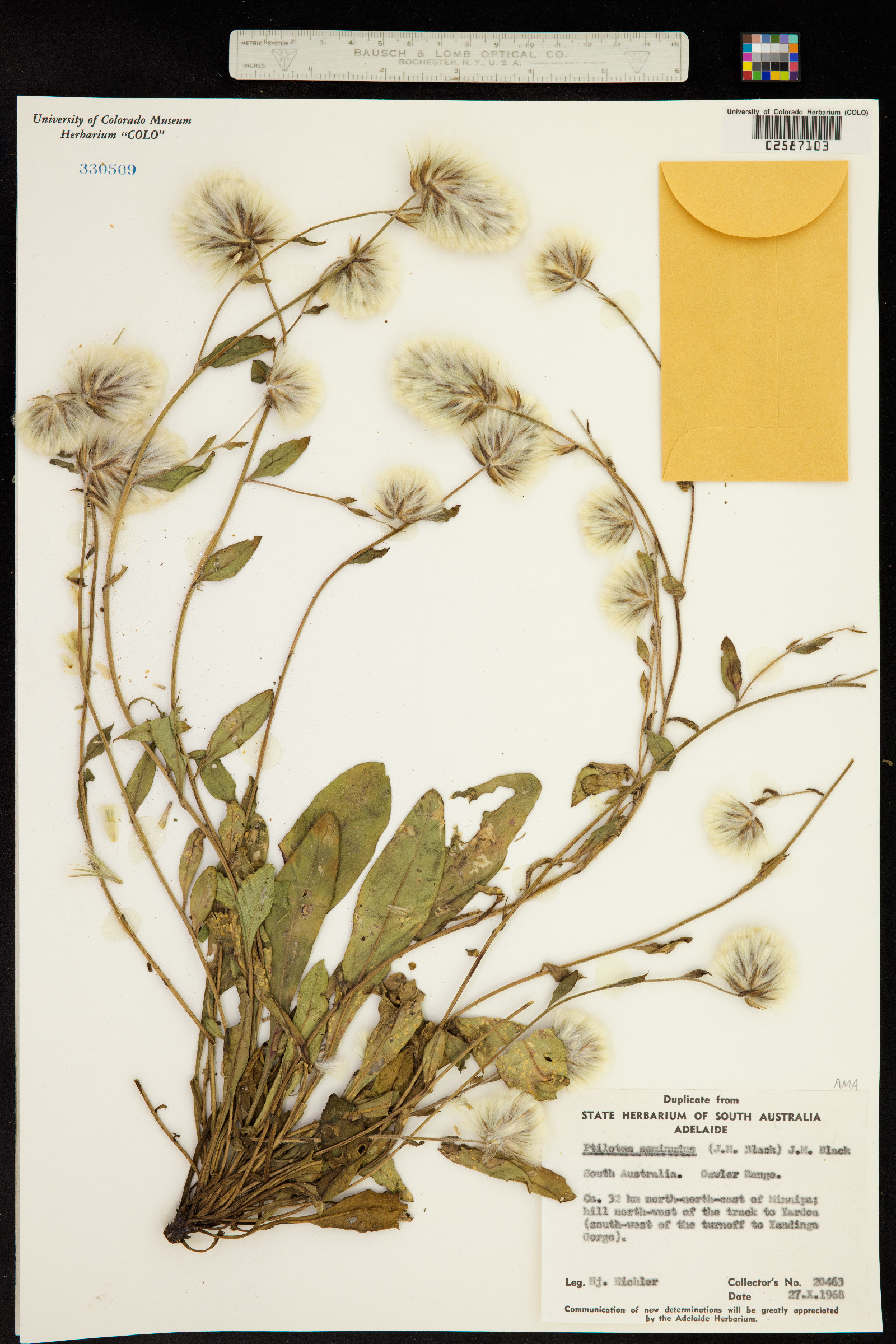 Ptilotus seminudus image