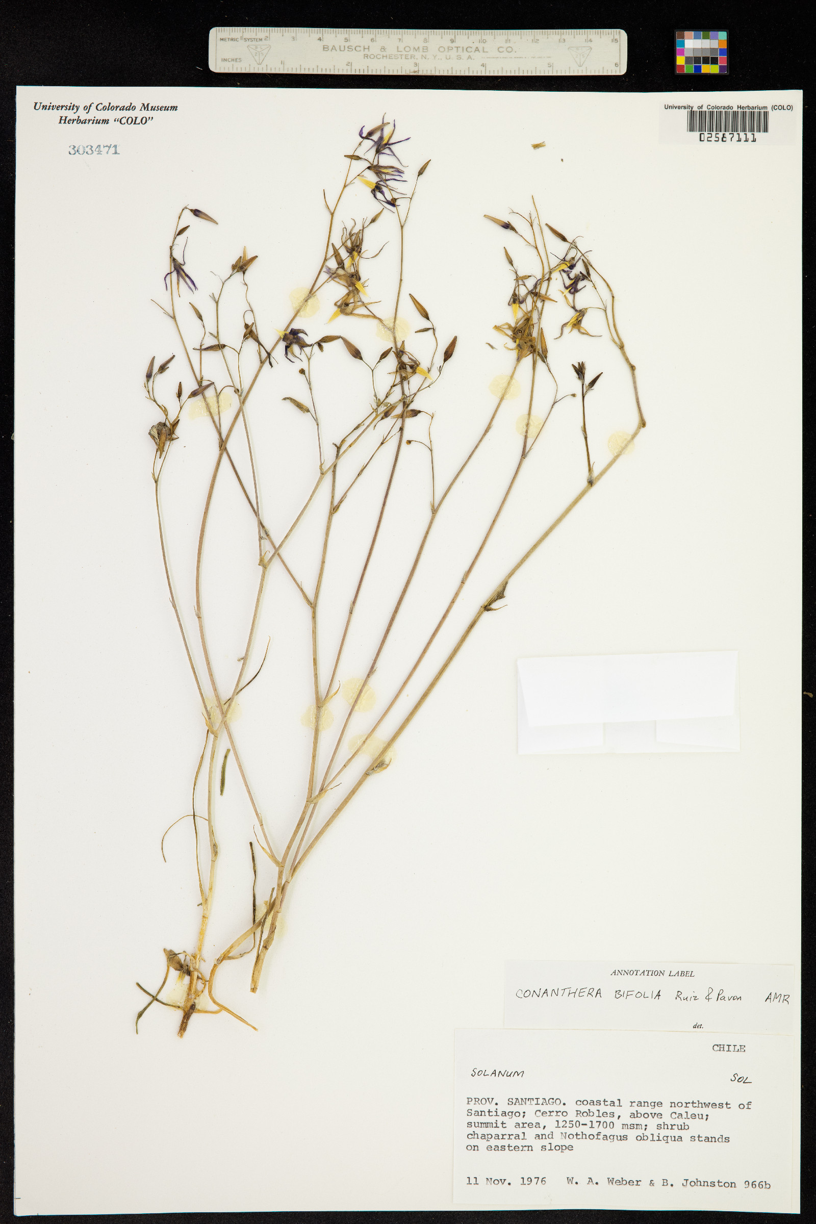Conanthera bifolia image