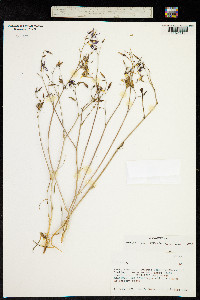 Image of Conanthera bifolia