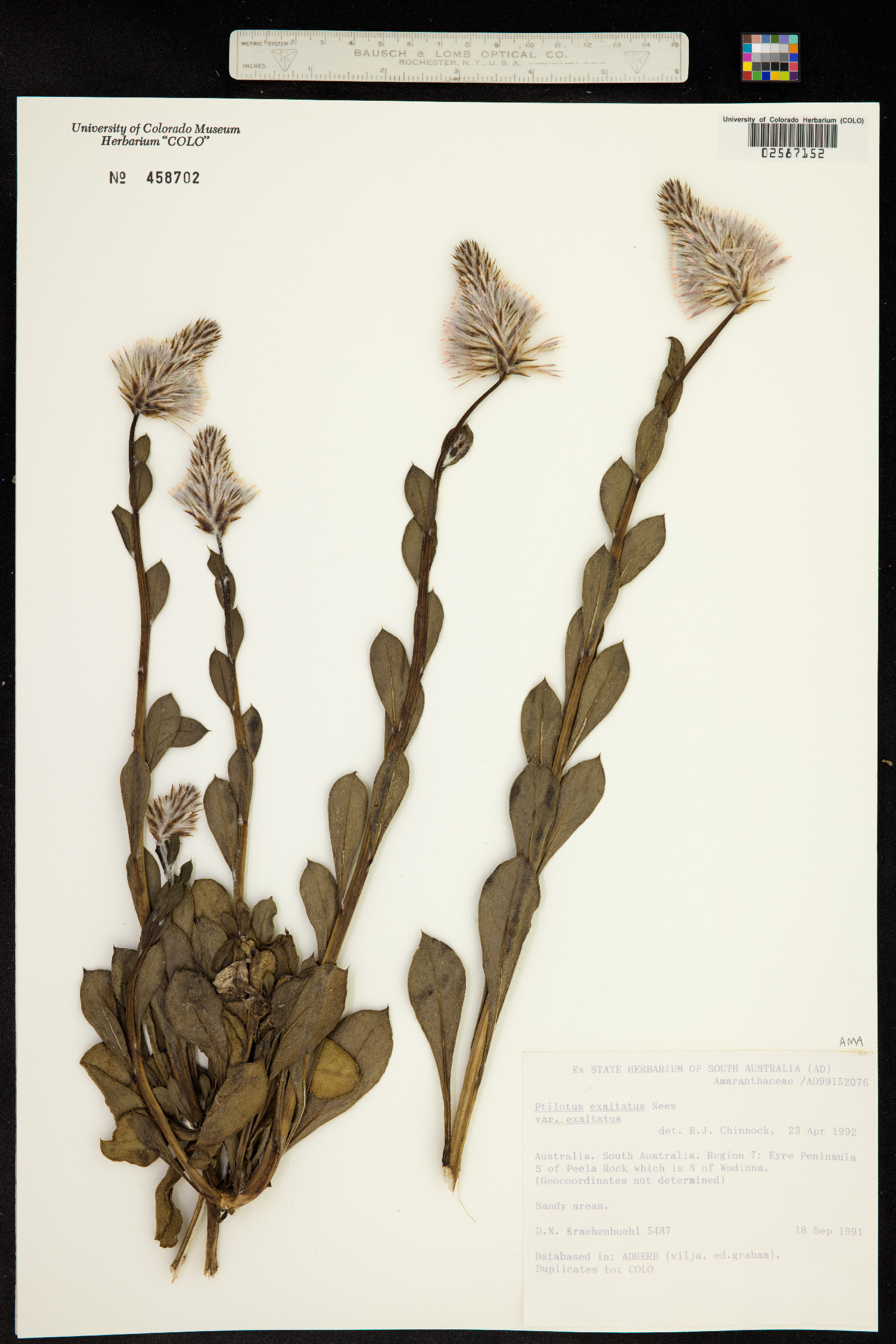 Ptilotus exaltatus image