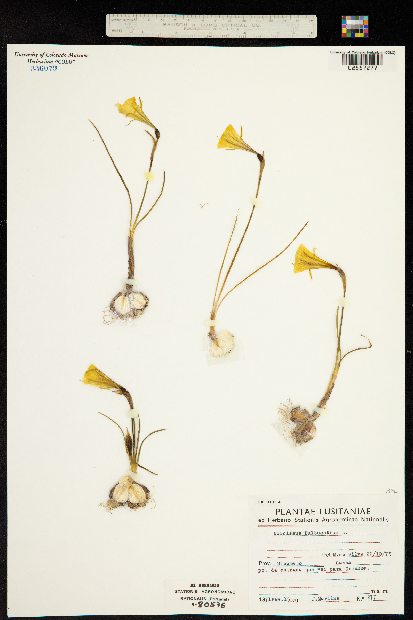 Narcissus bulbocodium image