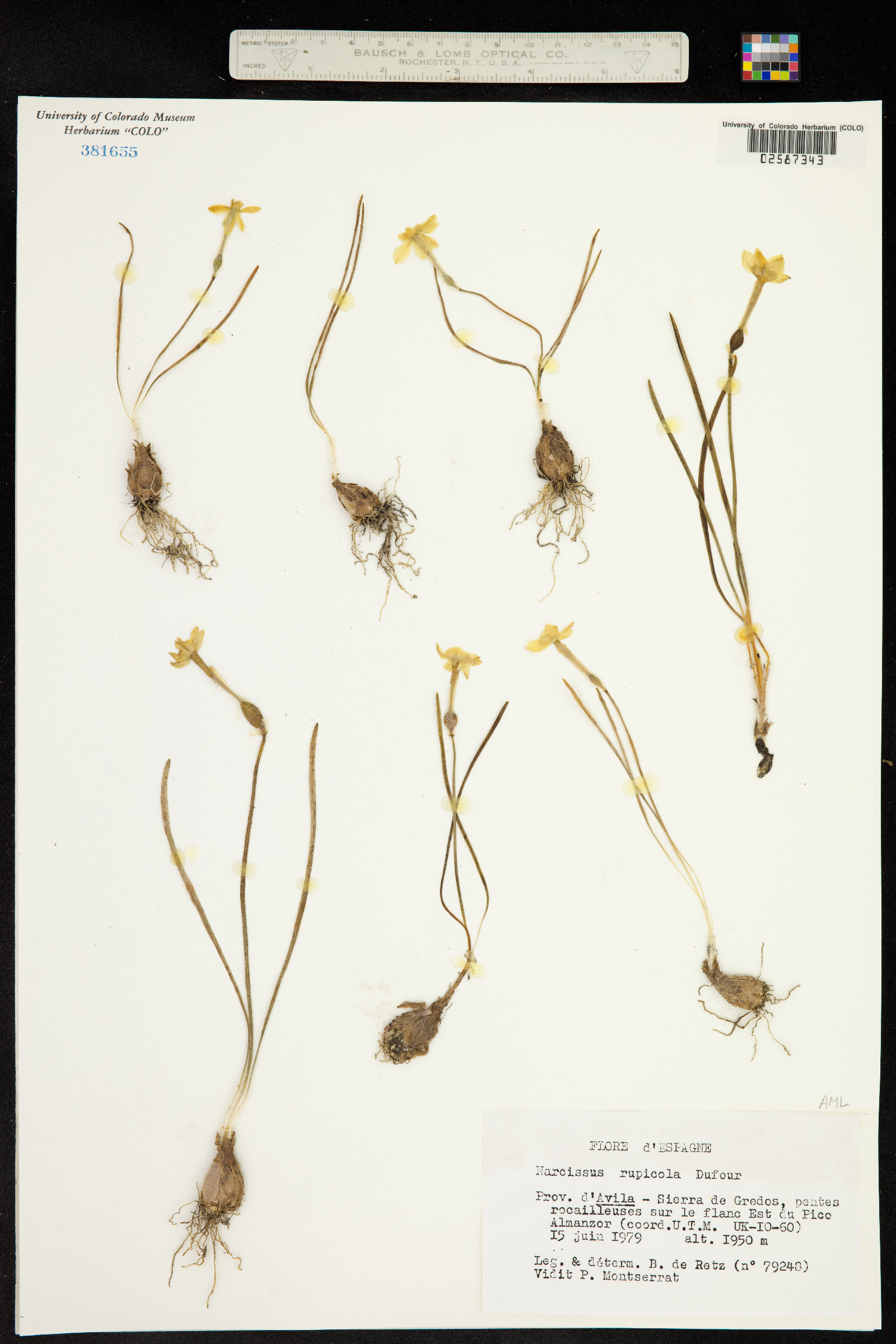 Narcissus rupicola image