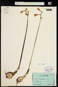 Image of Stenomesson aurantiacum