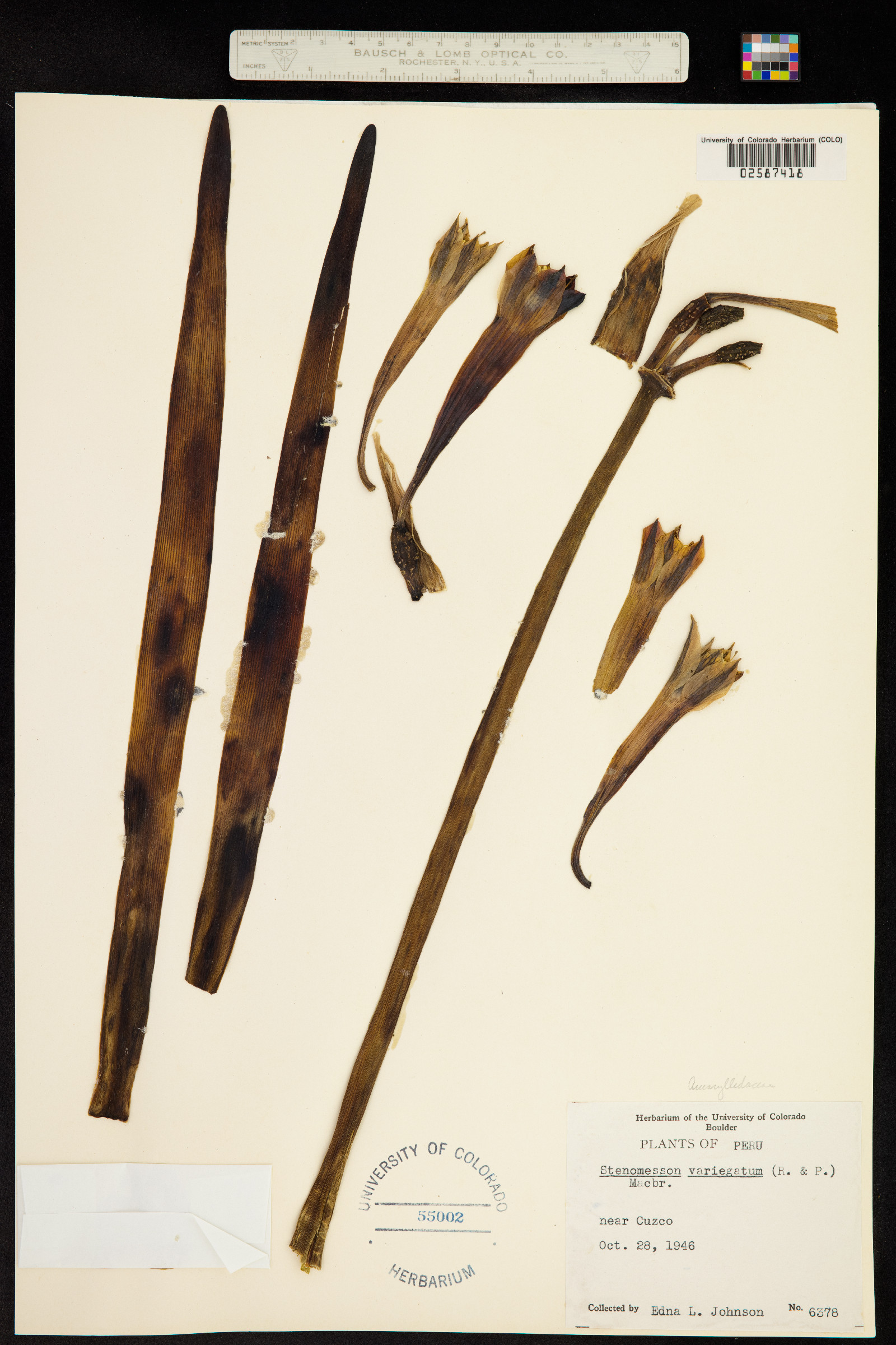 Stenomesson variegatum image