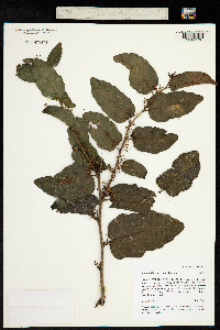 Amborella trichopoda image