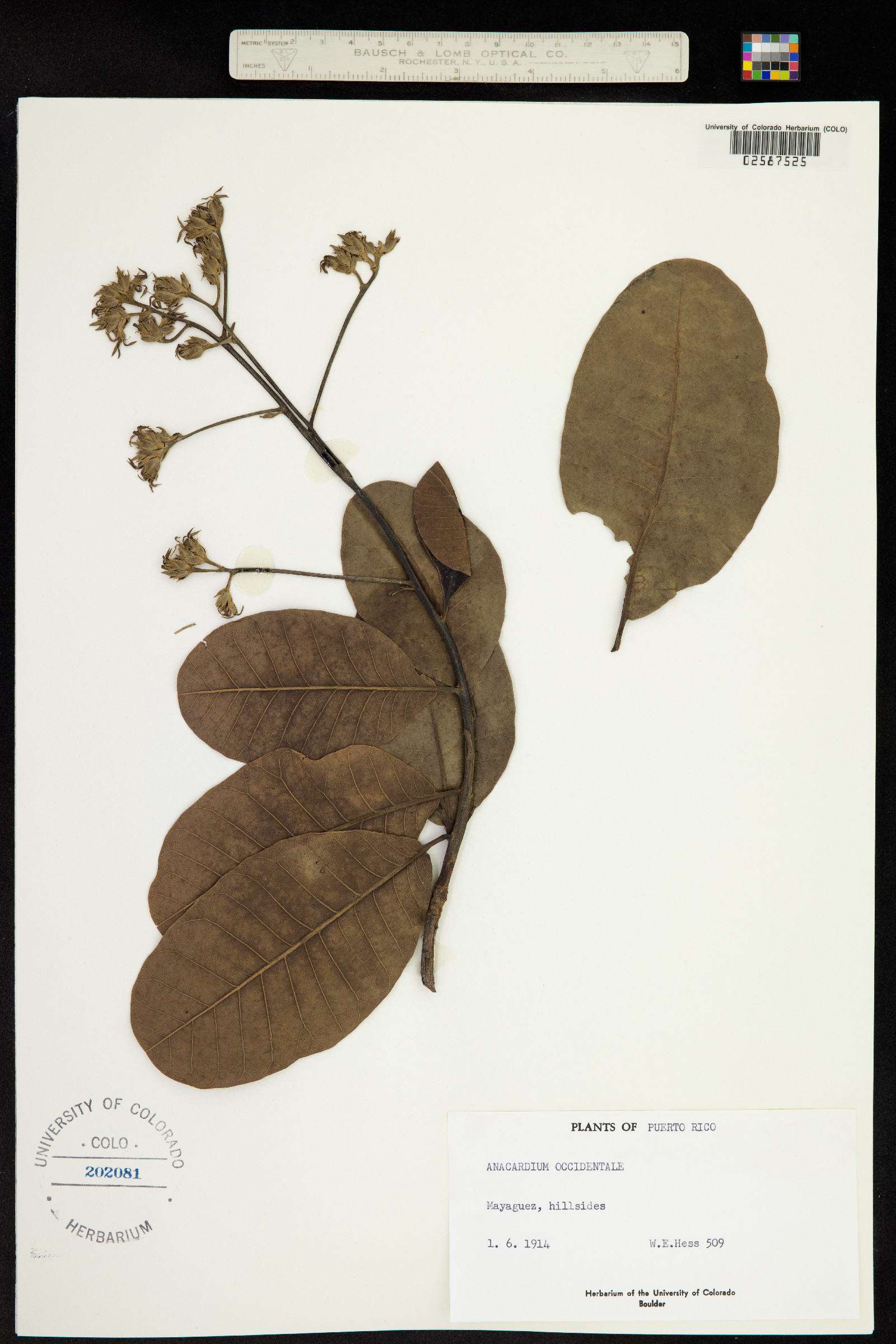 Anacardium occidentale image
