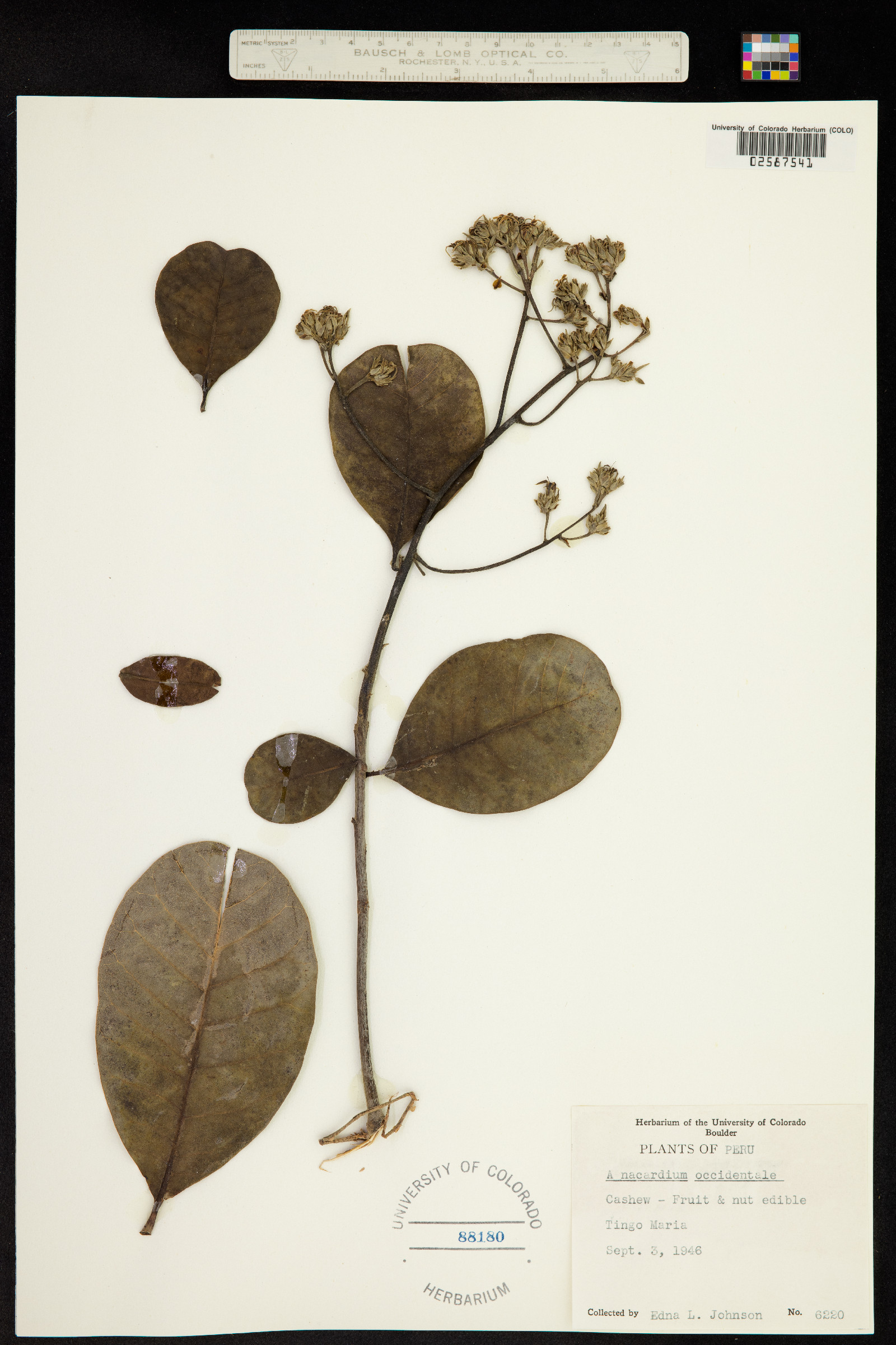 Anacardium occidentale image