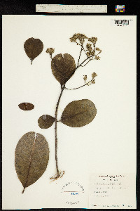 Anacardium occidentale image