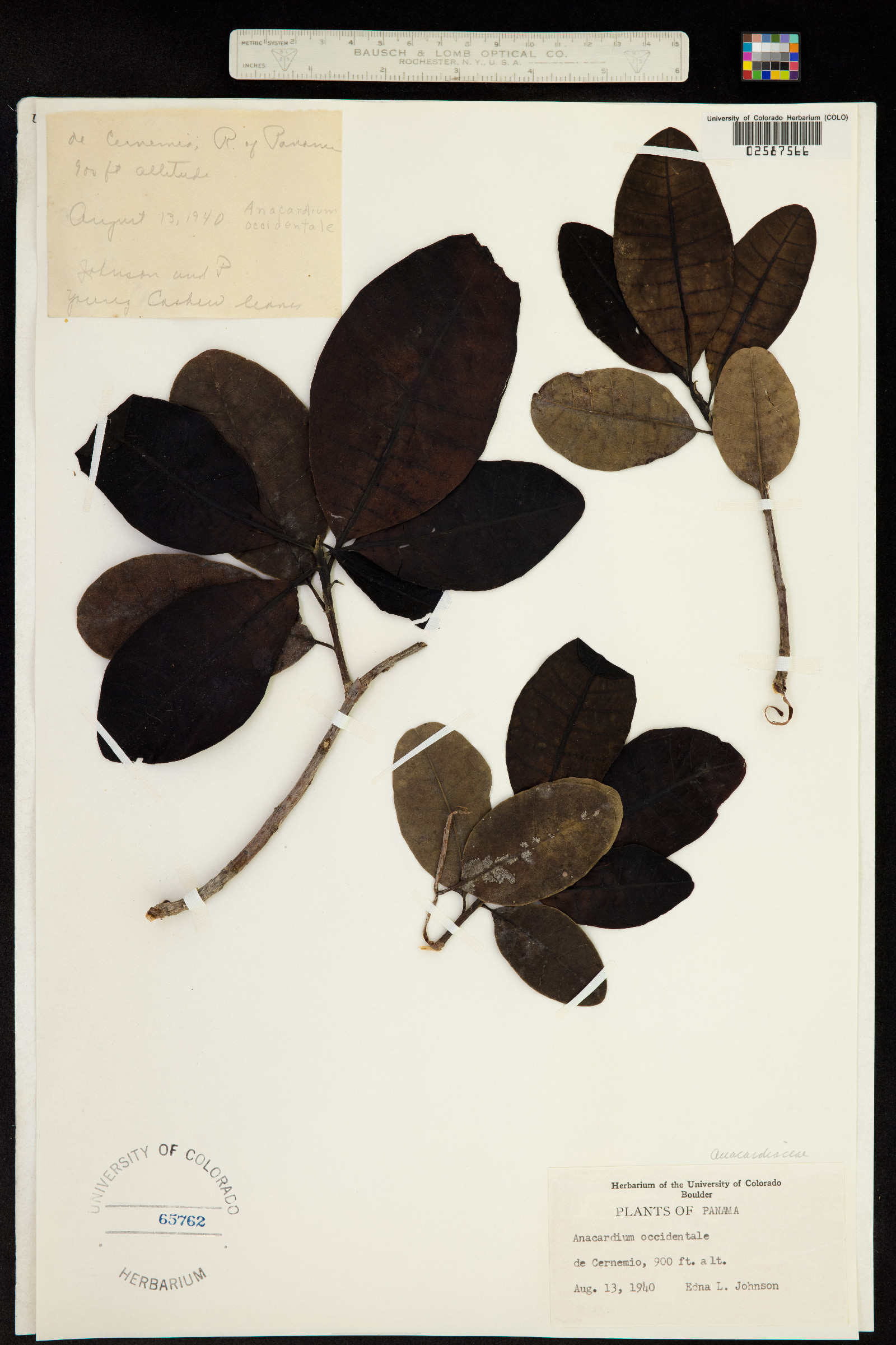 Anacardium occidentale image