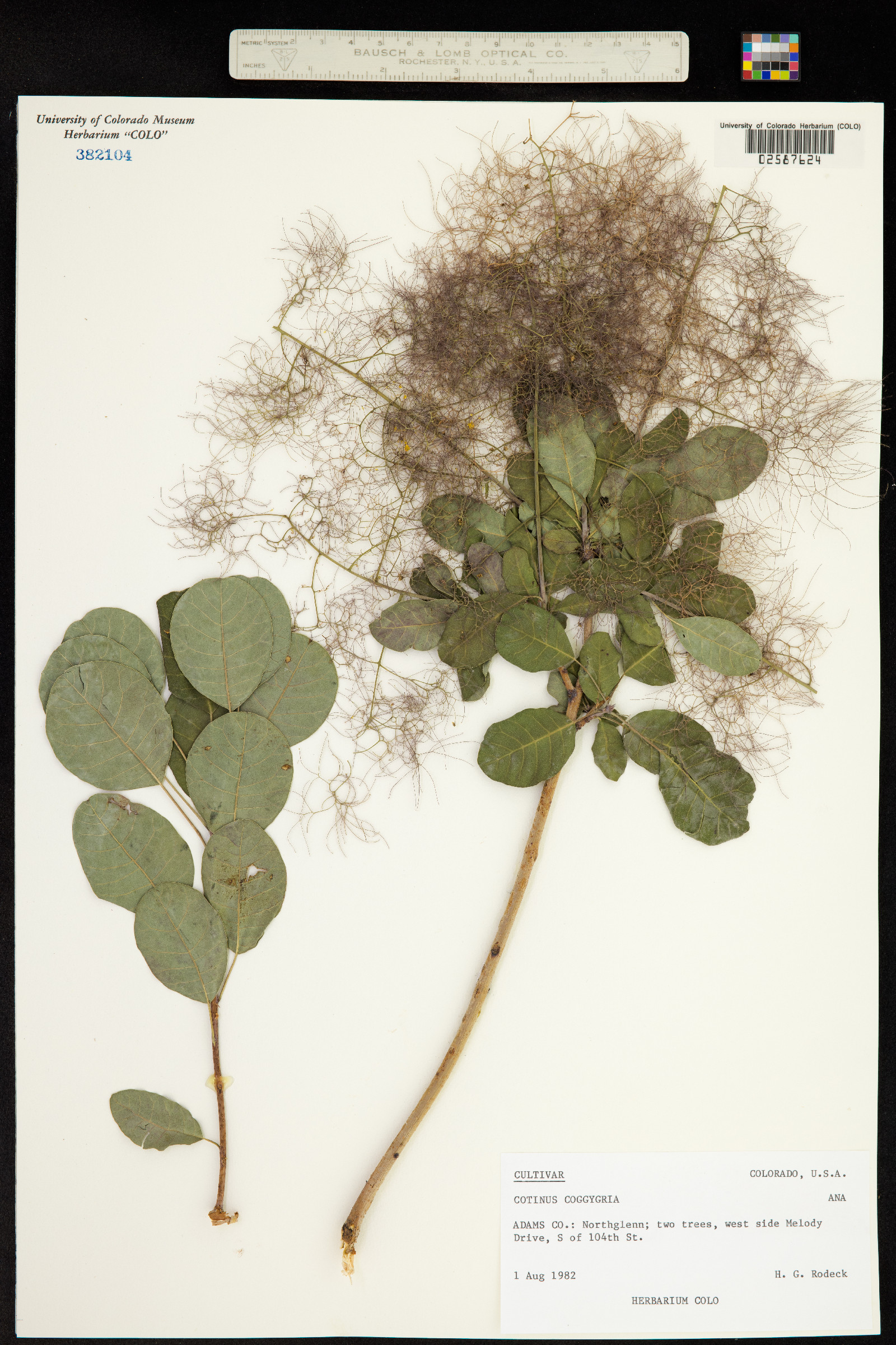 Cotinus coggygria image