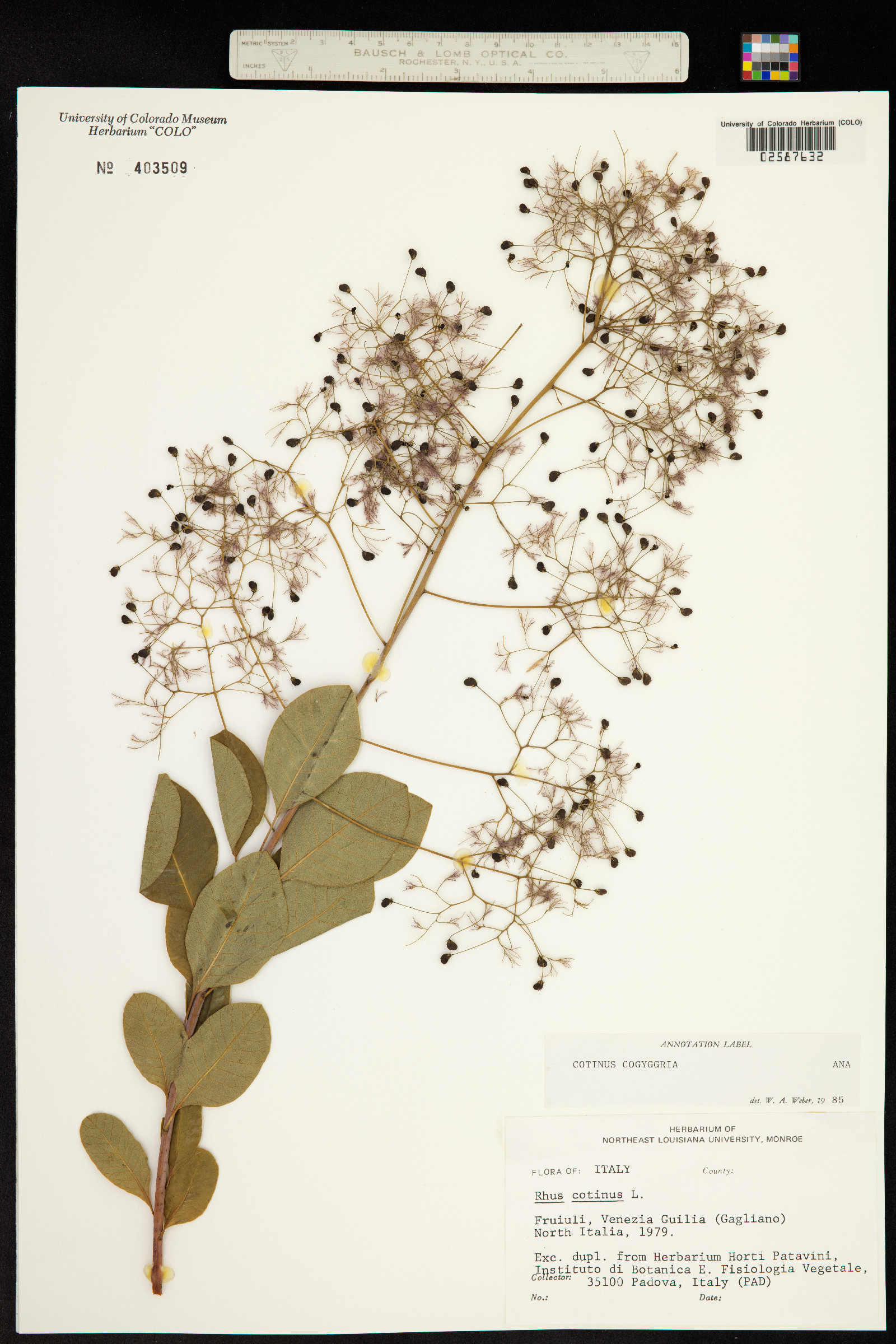 Cotinus coggygria image