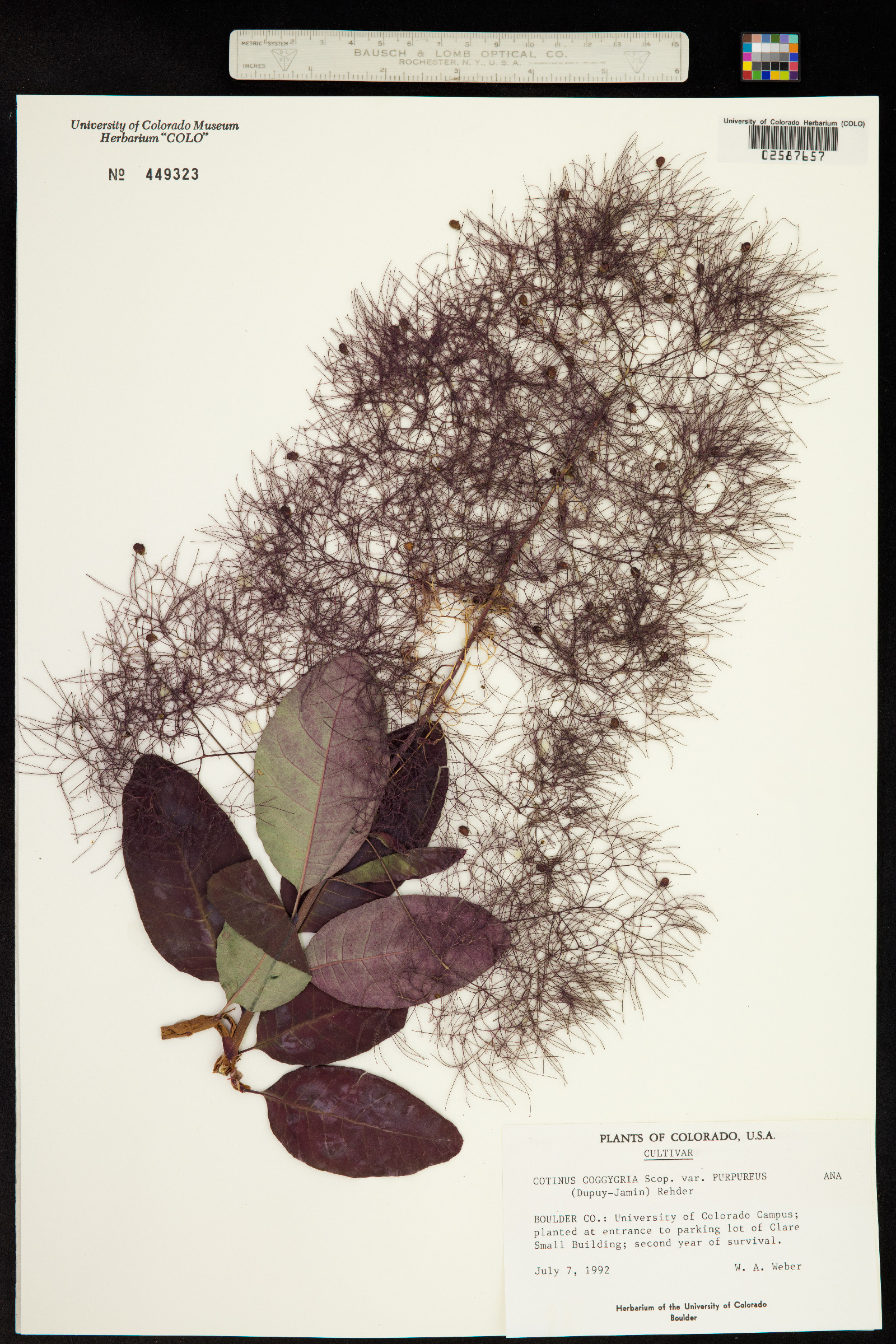 Cotinus coggygria image