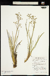 Aciphylla simplicifolia image