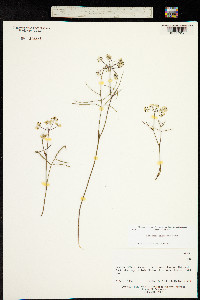 Image of Acronema johrianum