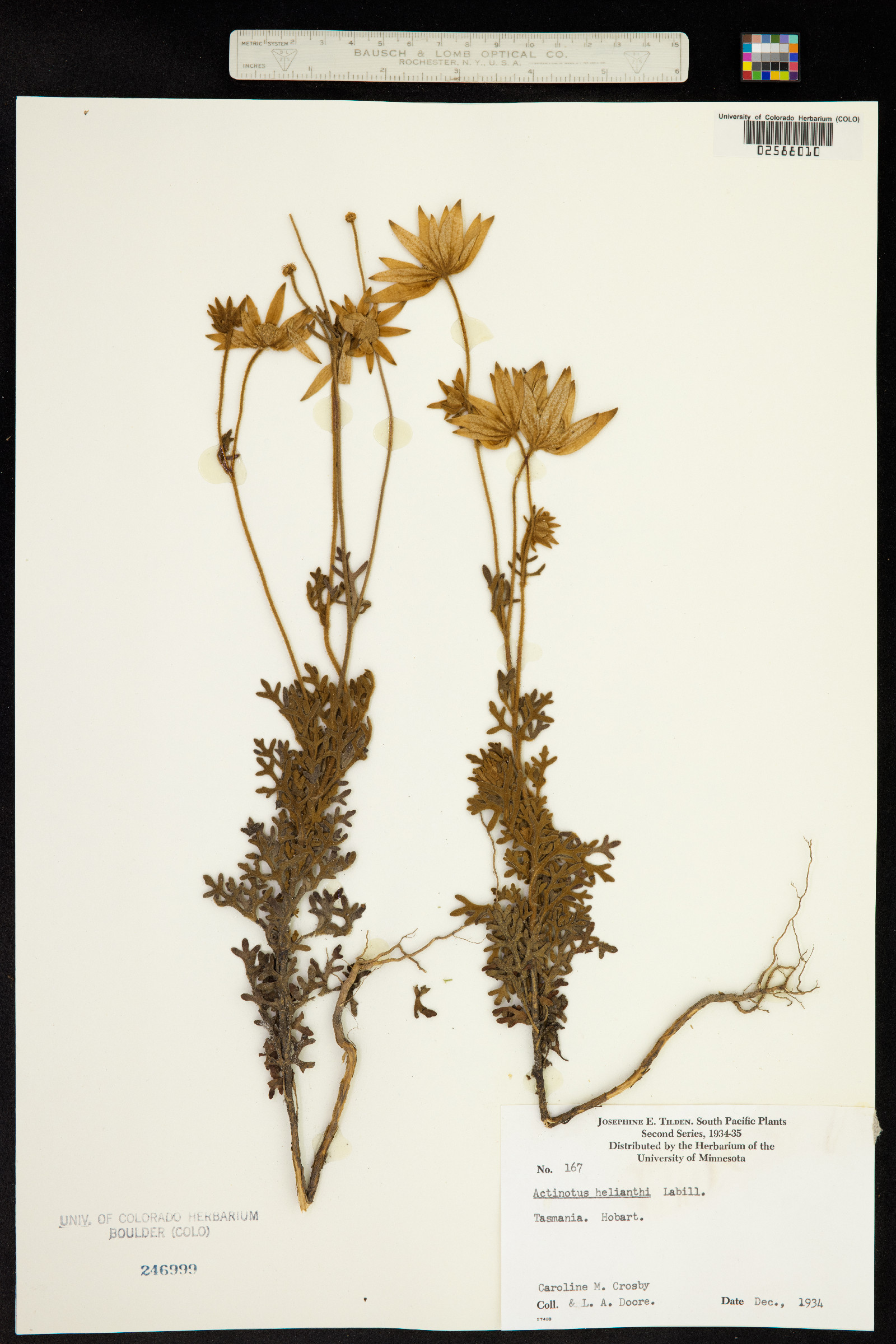 Actinotus helianthi image
