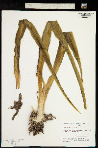 Image of Chlorophytum macrosporum