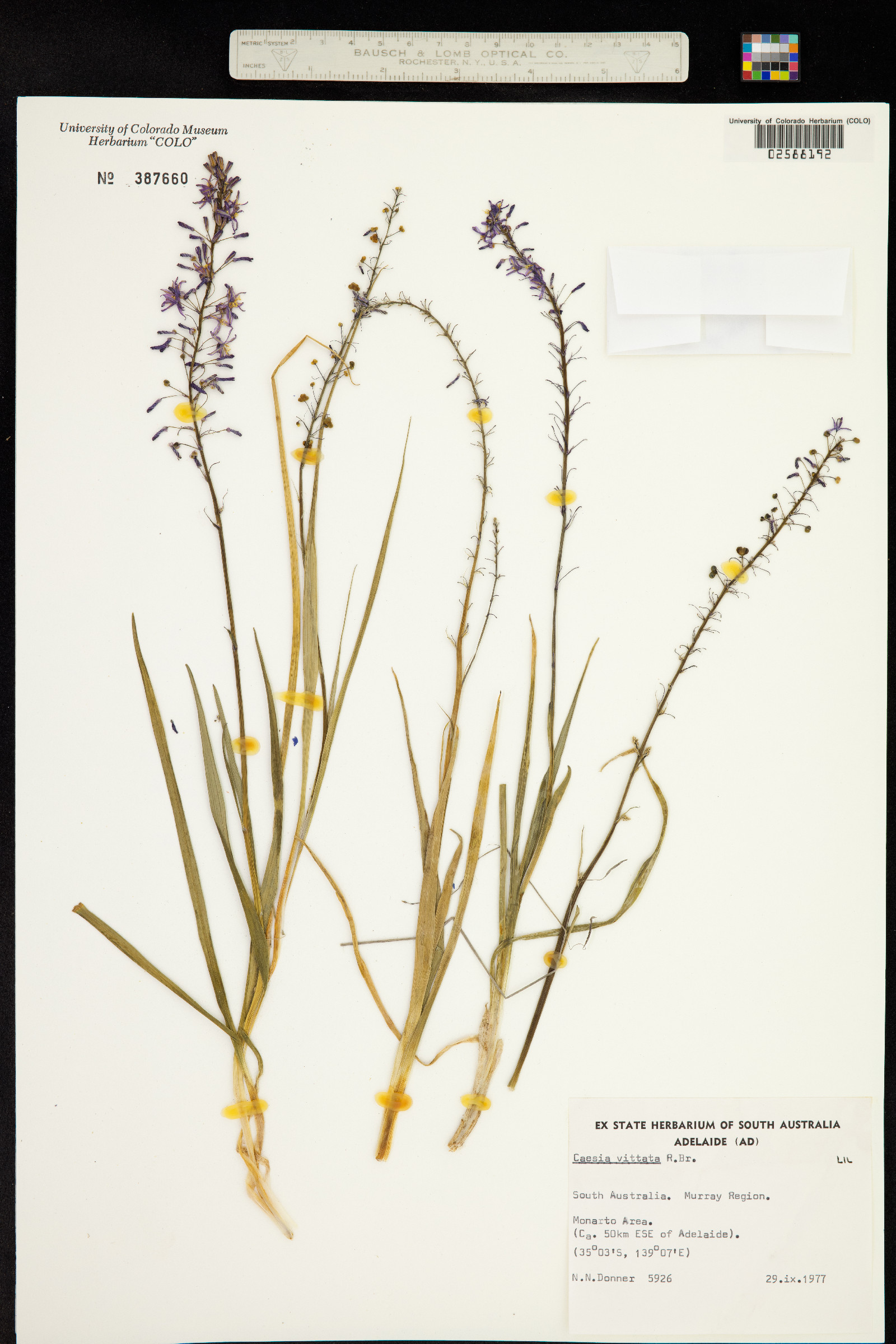 Caesia parviflora var. vittata image