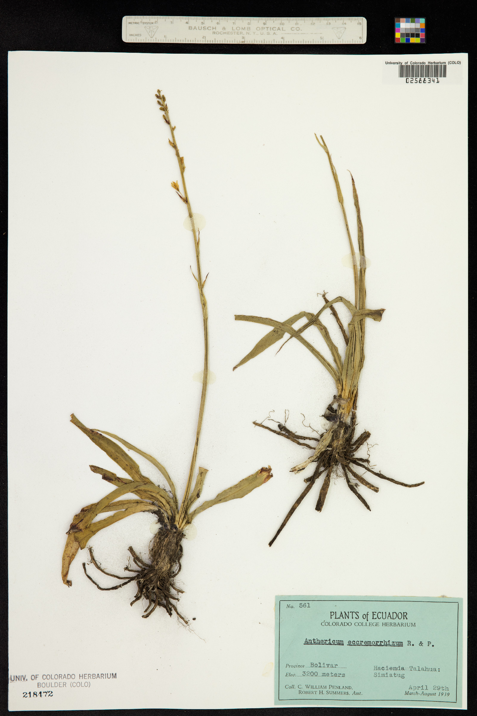 Echeandia eccremorrhiza image