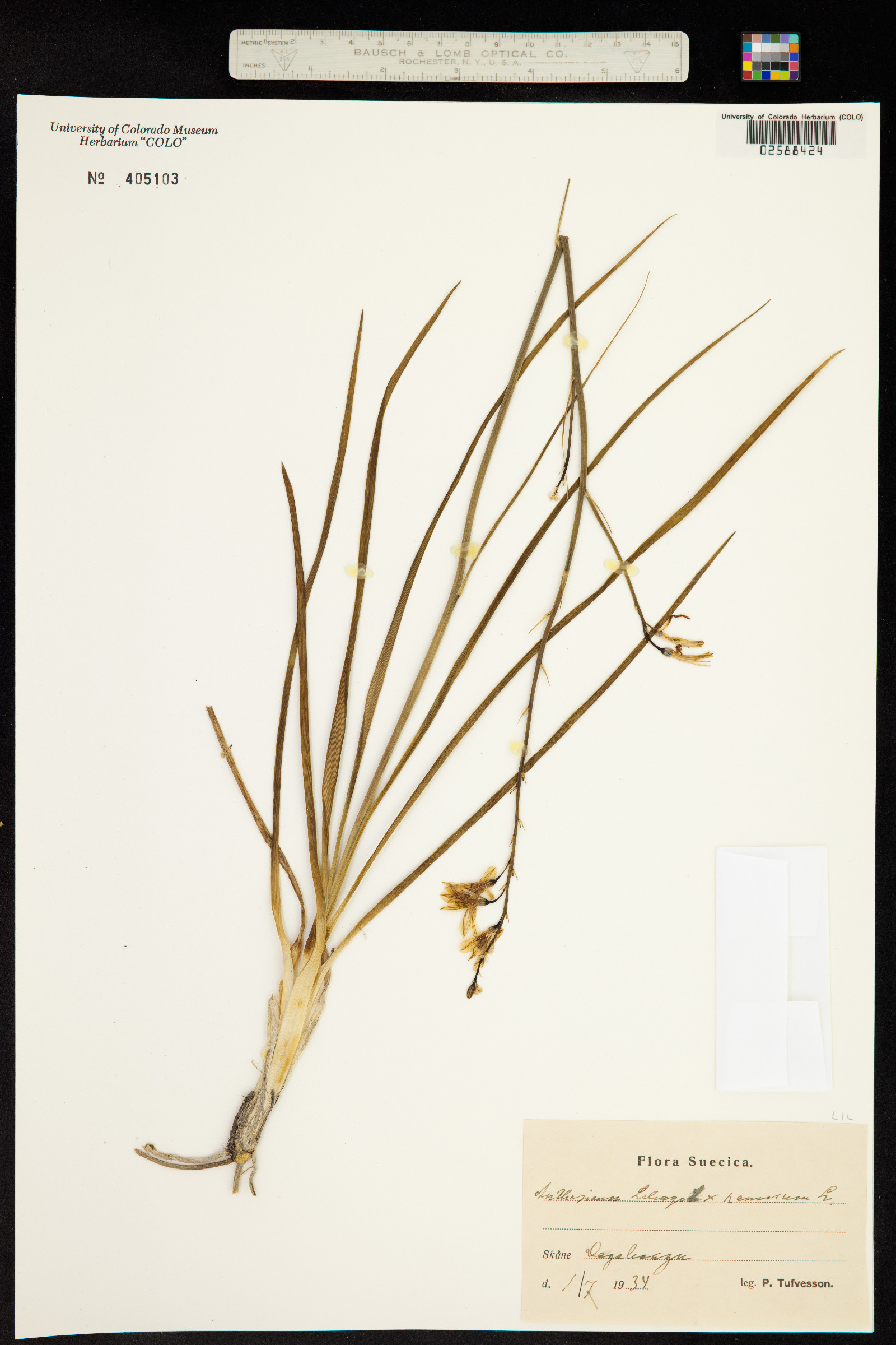 Anthericum liliago image