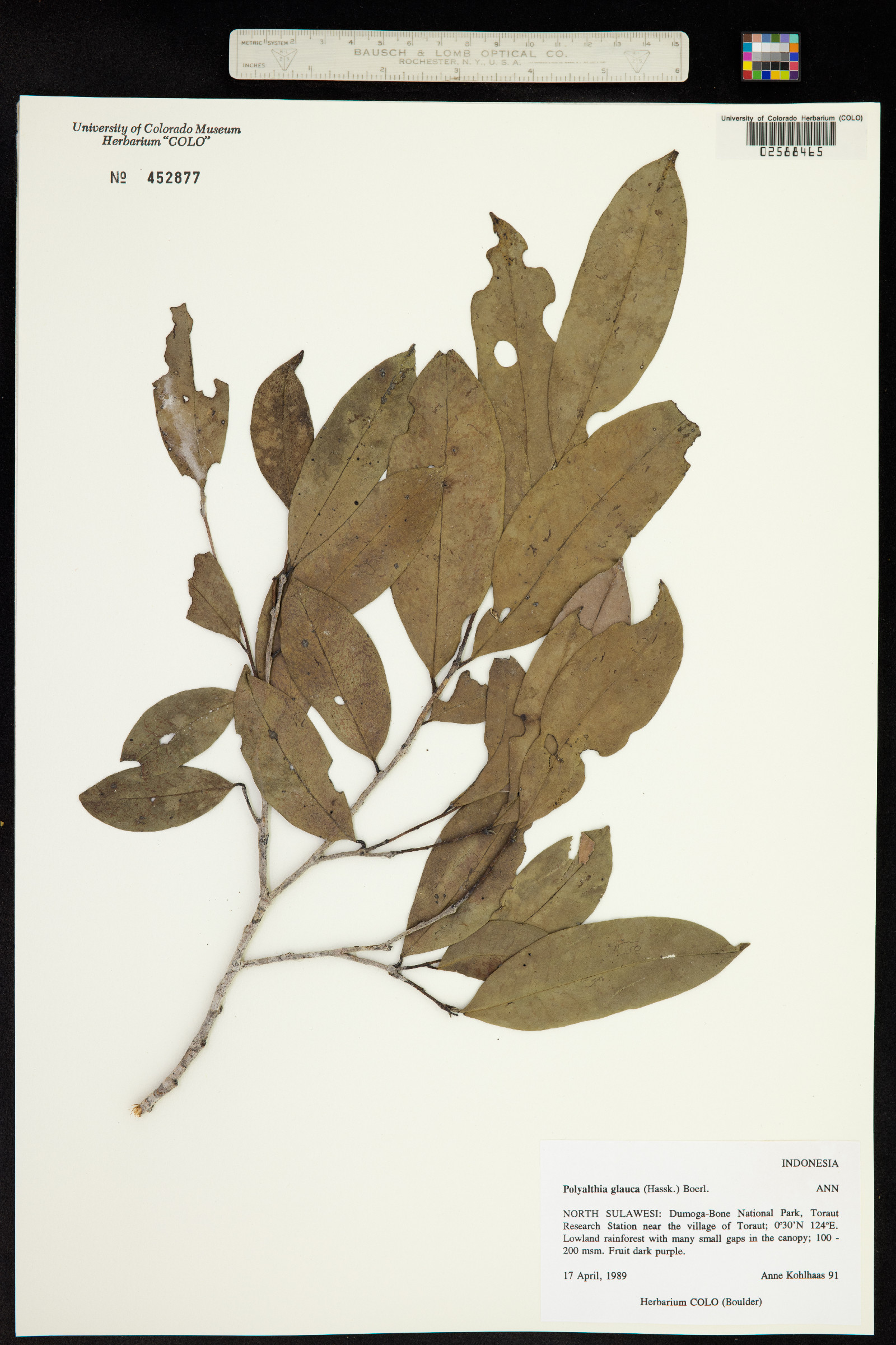Polyalthia glauca image