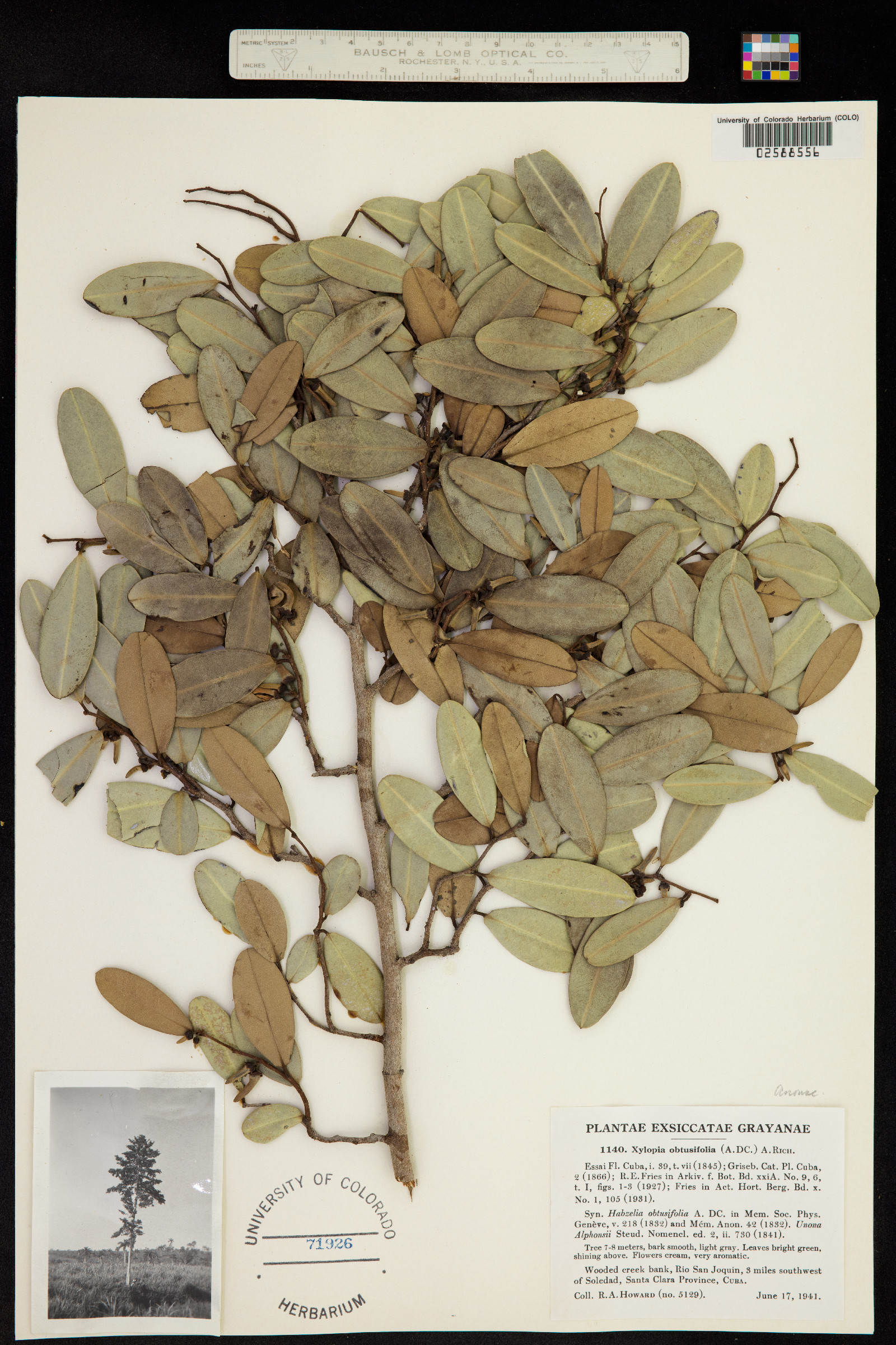 Xylopia fusca image