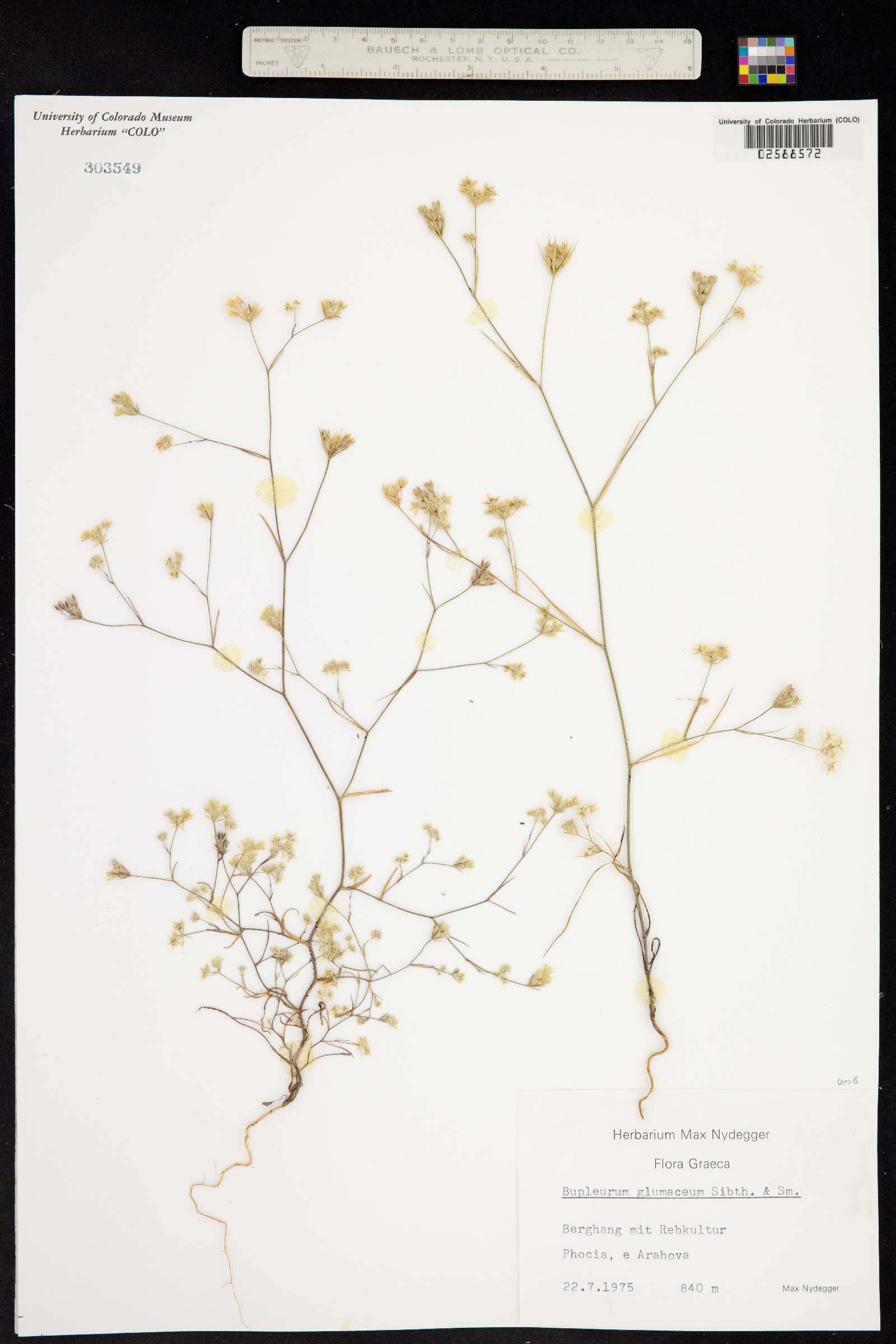 Bupleurum glumaceum image