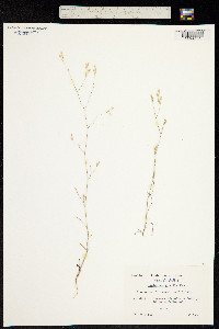 Image of Bupleurum gracile