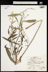 Image of Bupleurum komarovianum