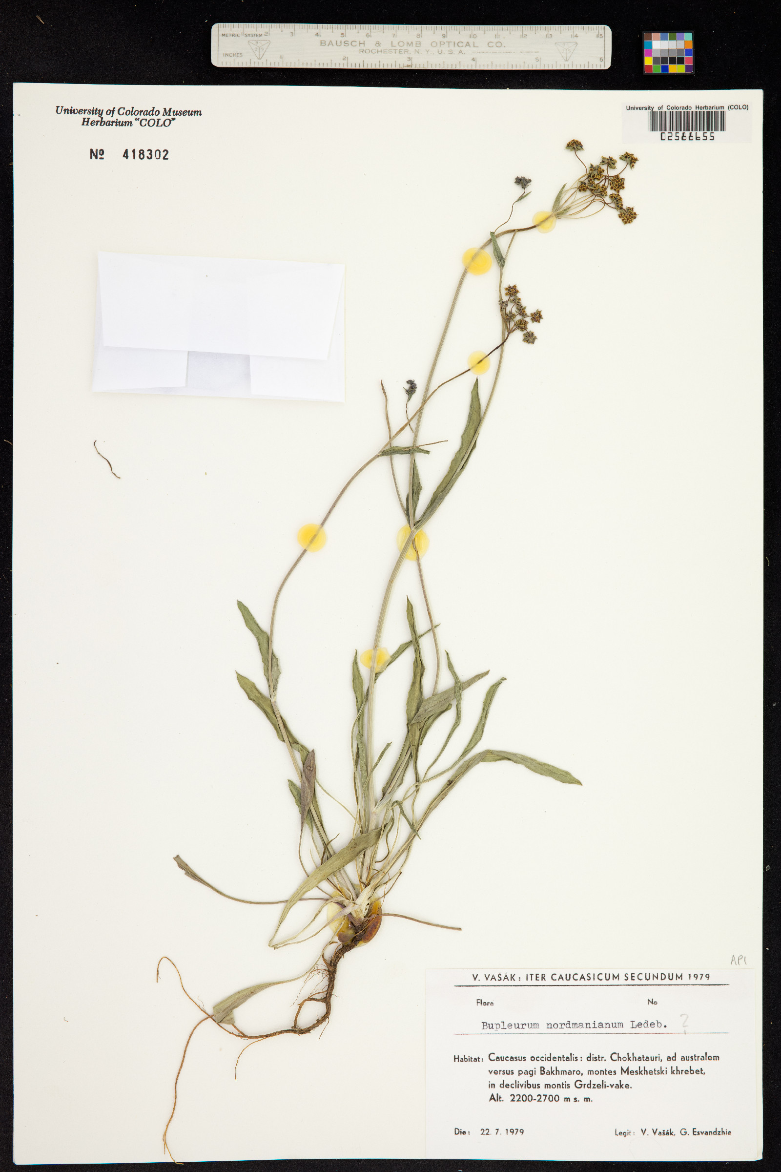 Bupleurum nordmannianum image