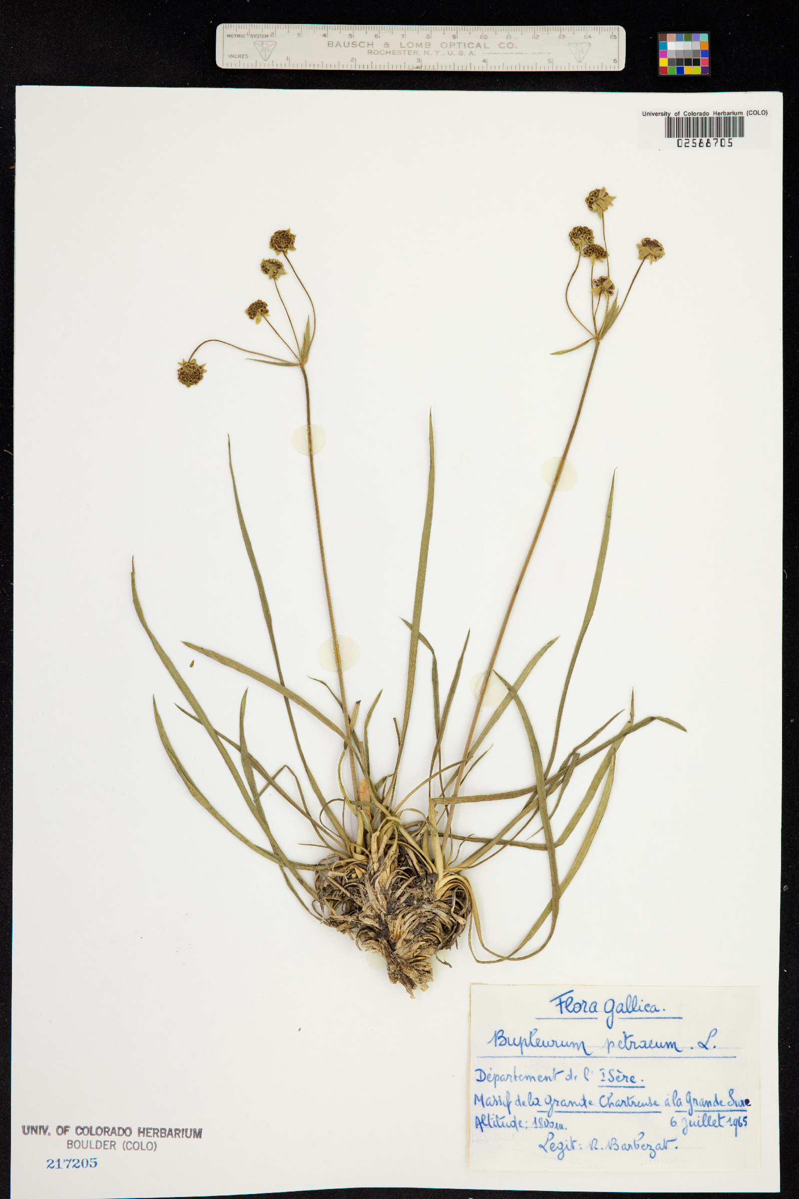 Bupleurum petraeum image