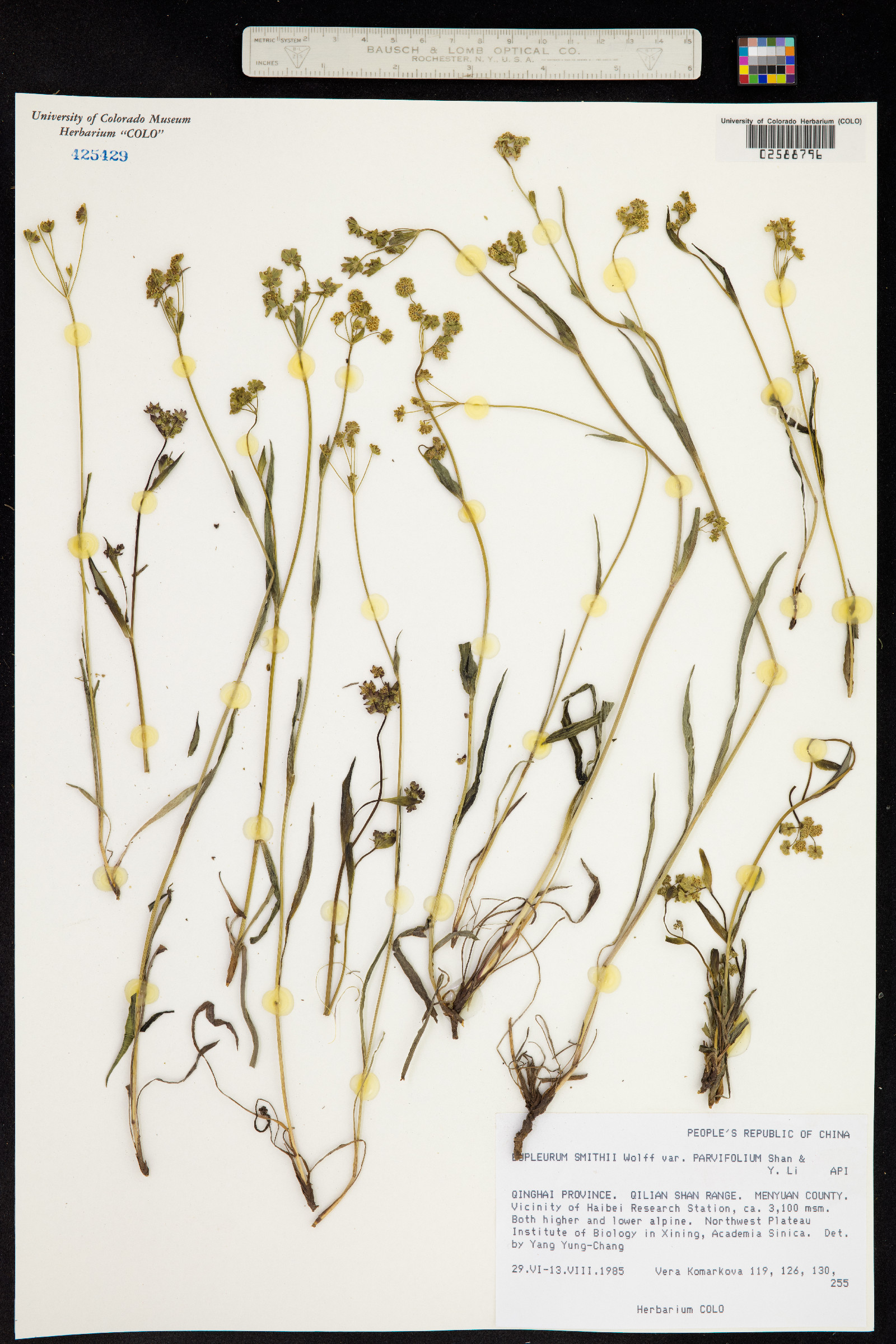 Bupleurum smithii image