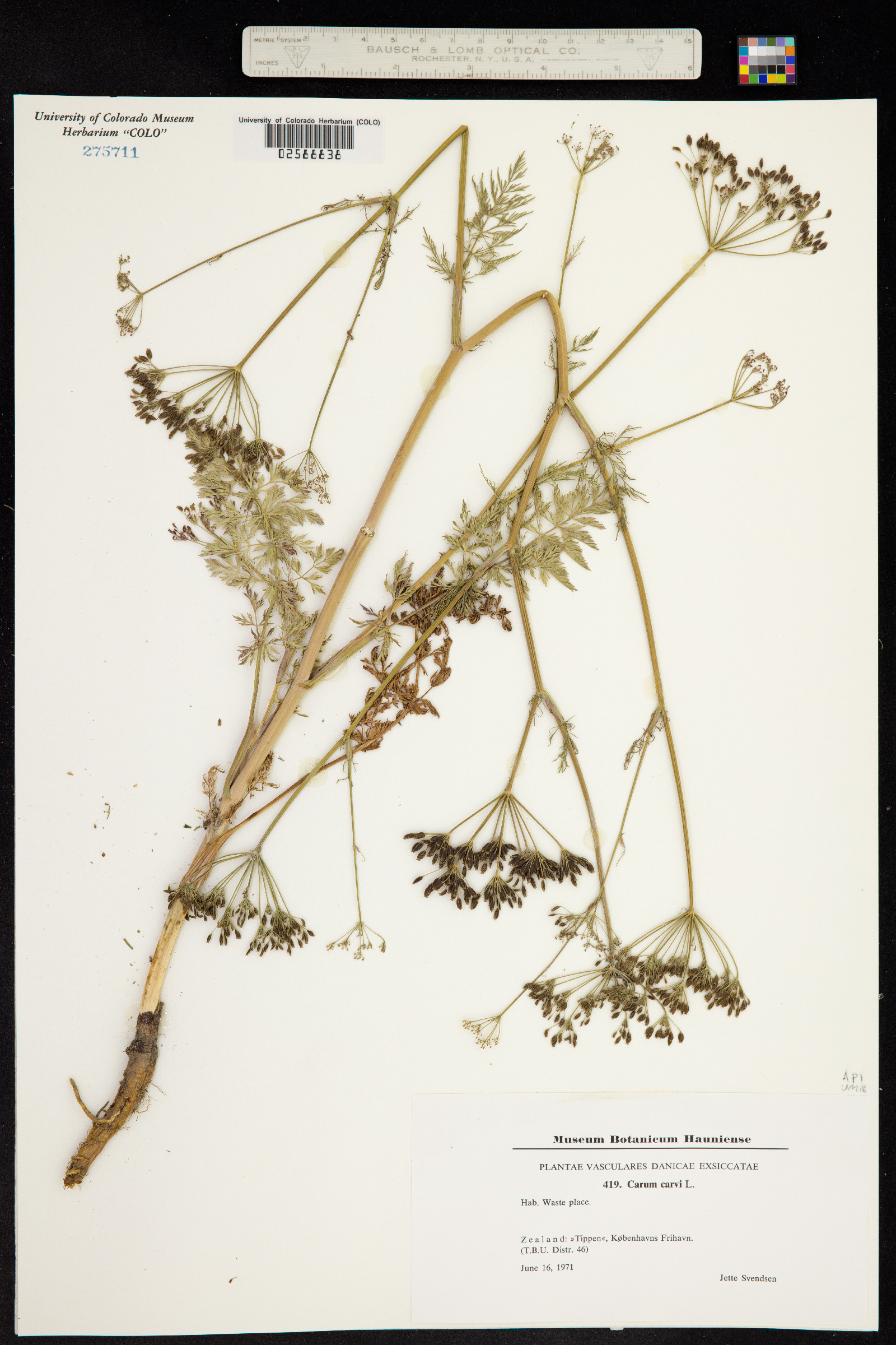 Carum carvi image