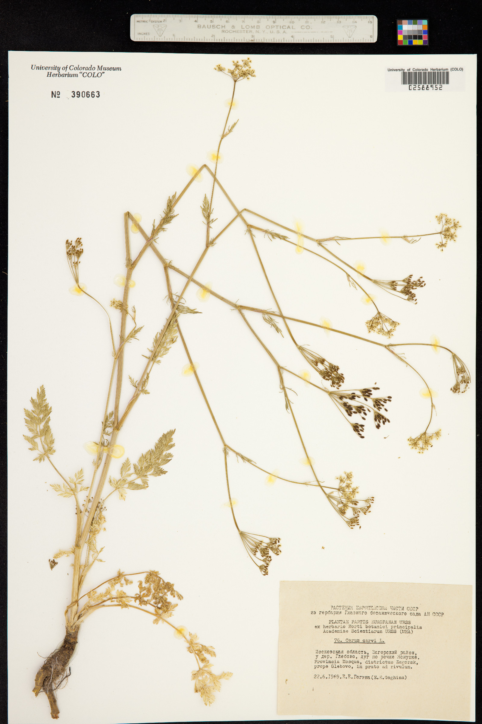 Carum image