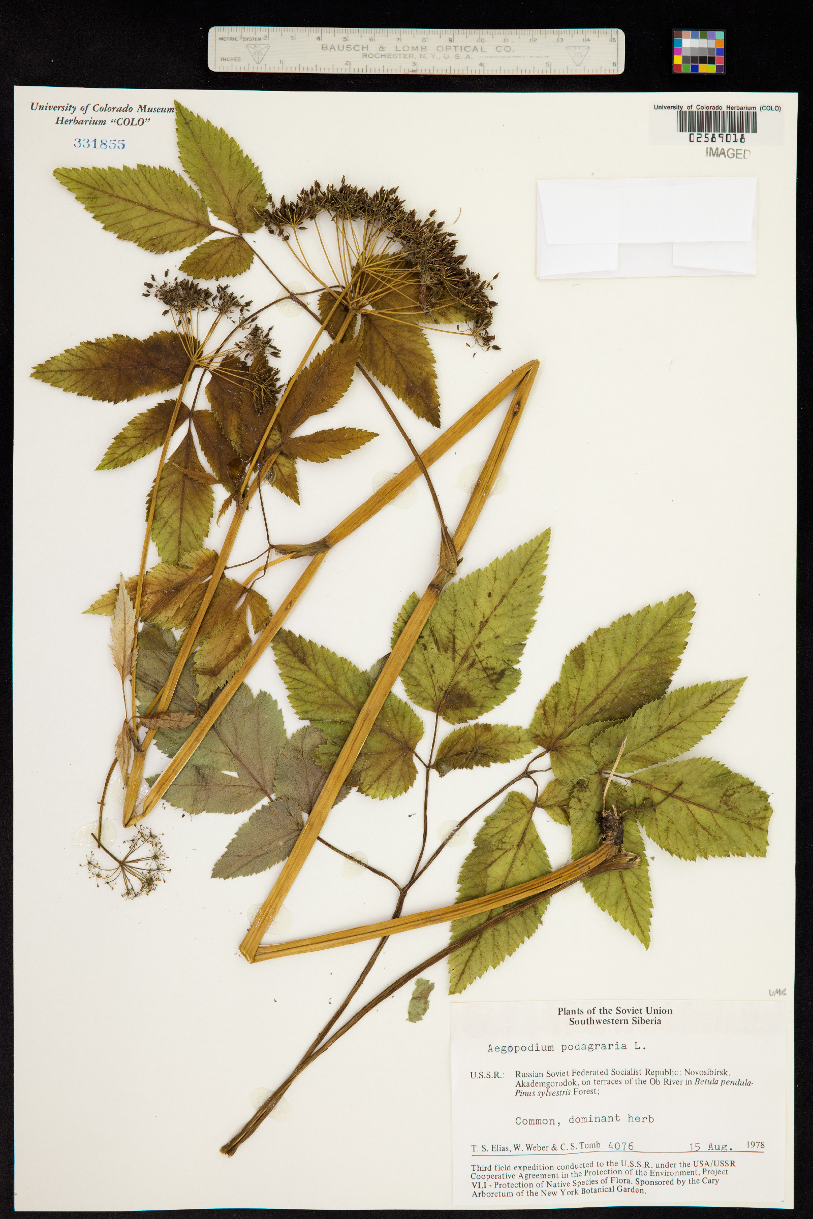 Aegopodium podagraria image