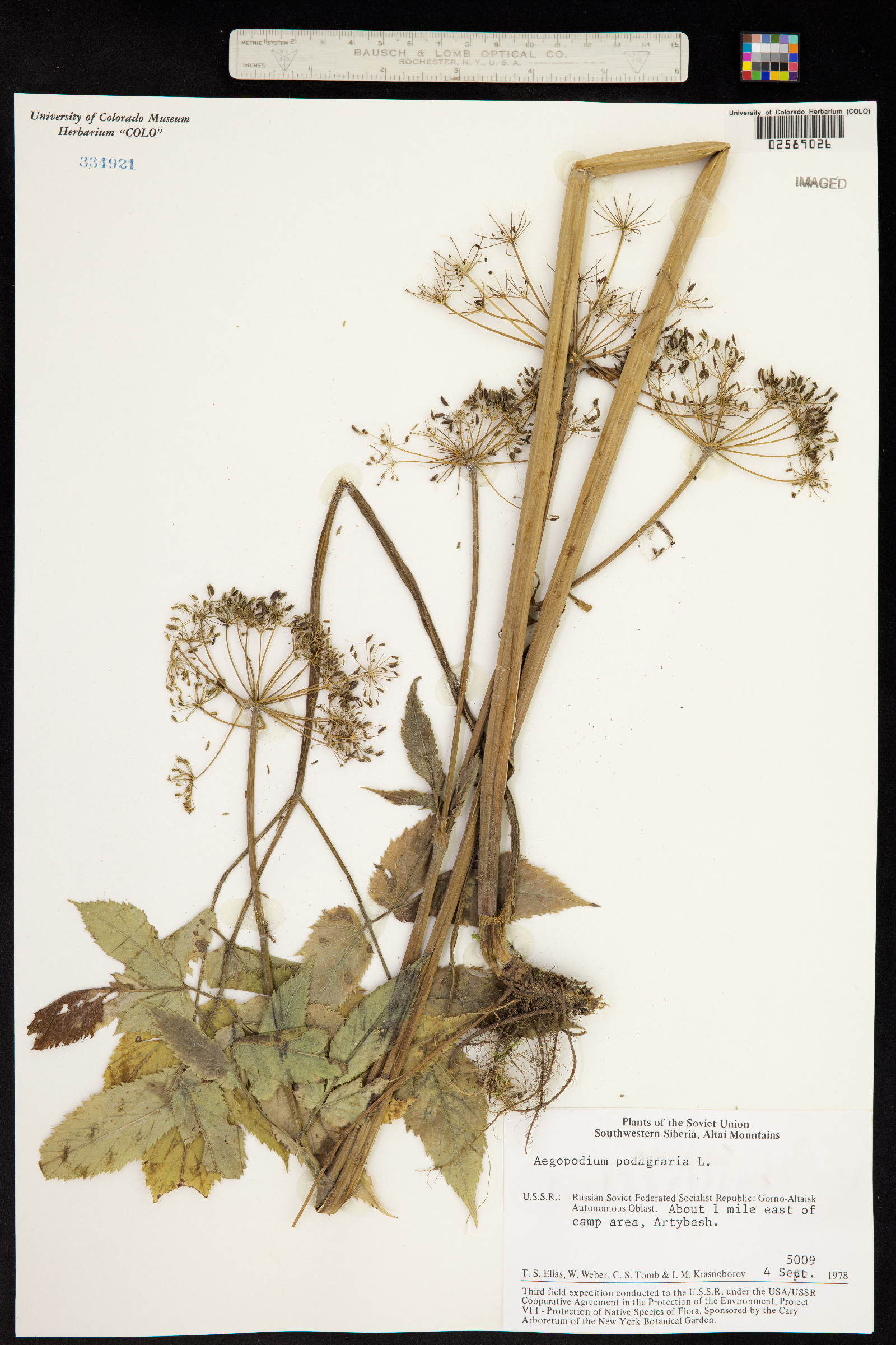 Aegopodium podagraria image