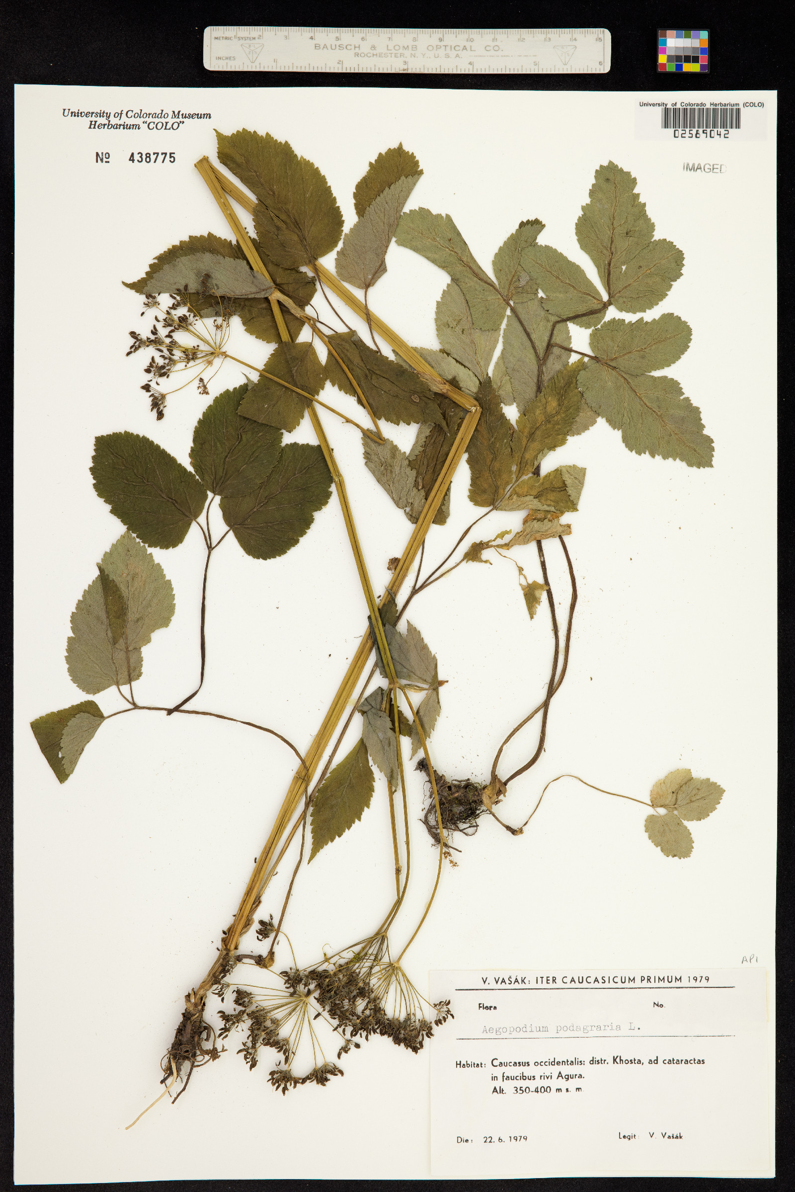 Aegopodium podagraria image