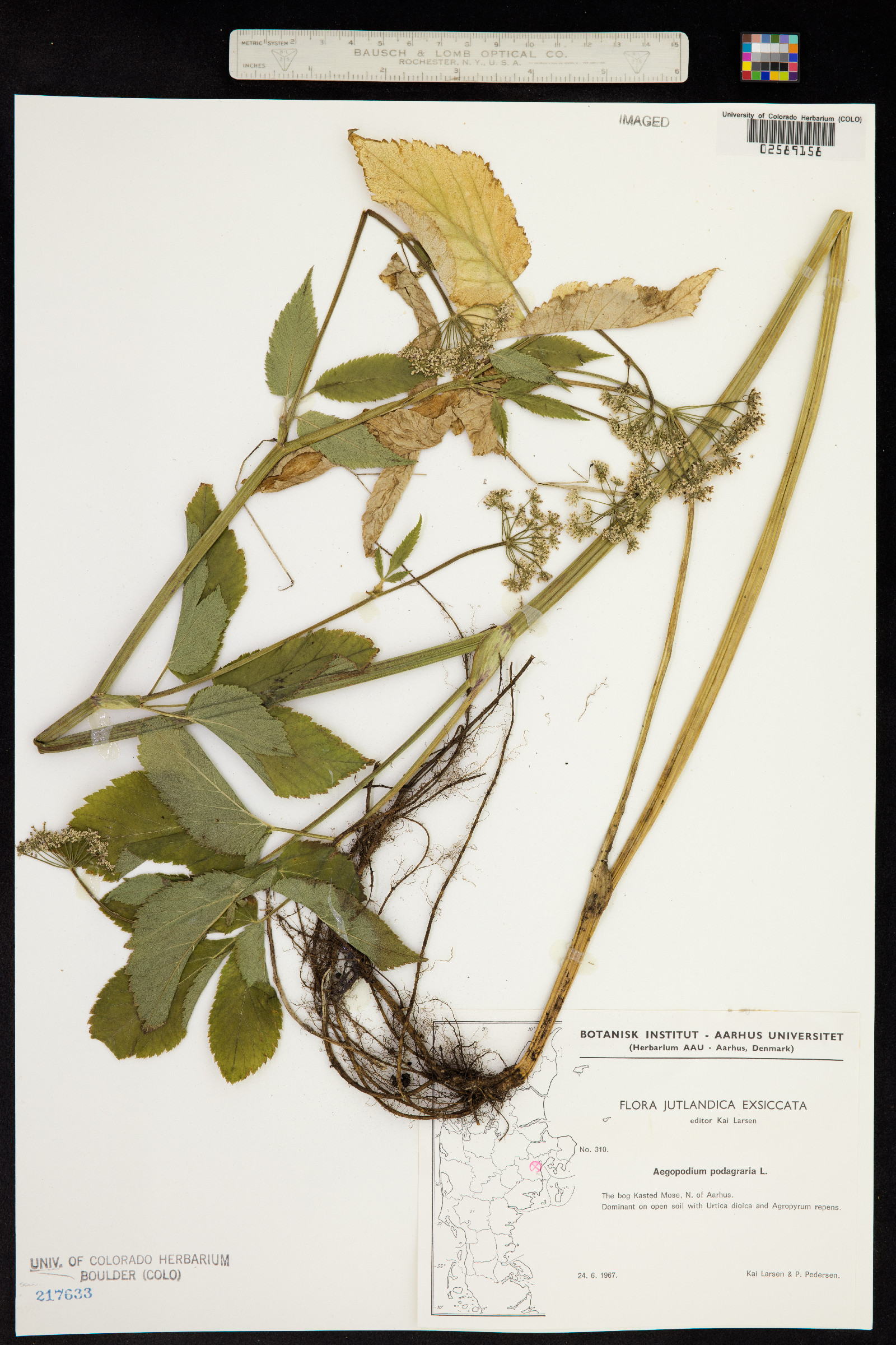Aegopodium podagraria image