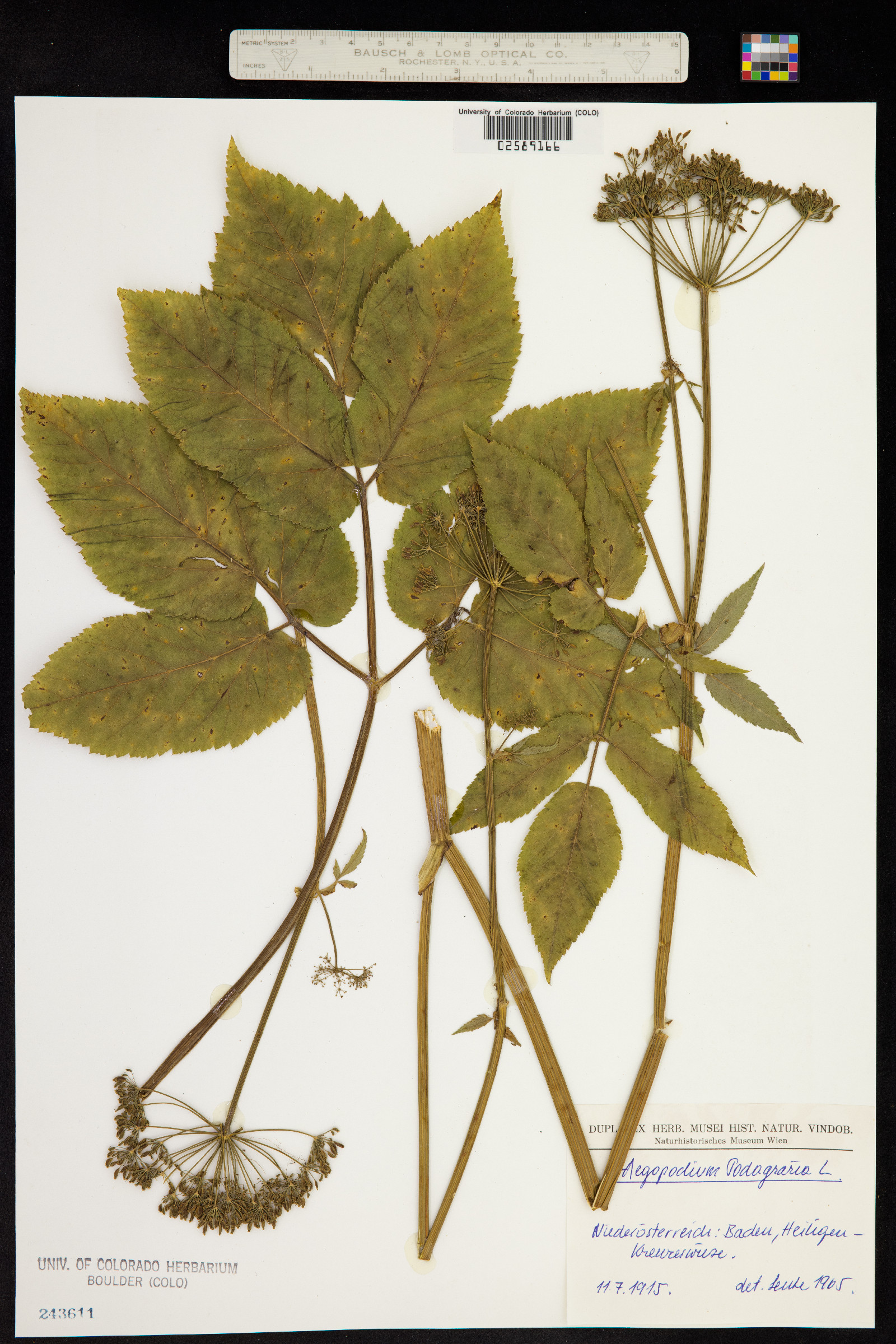 Aegopodium podagraria image