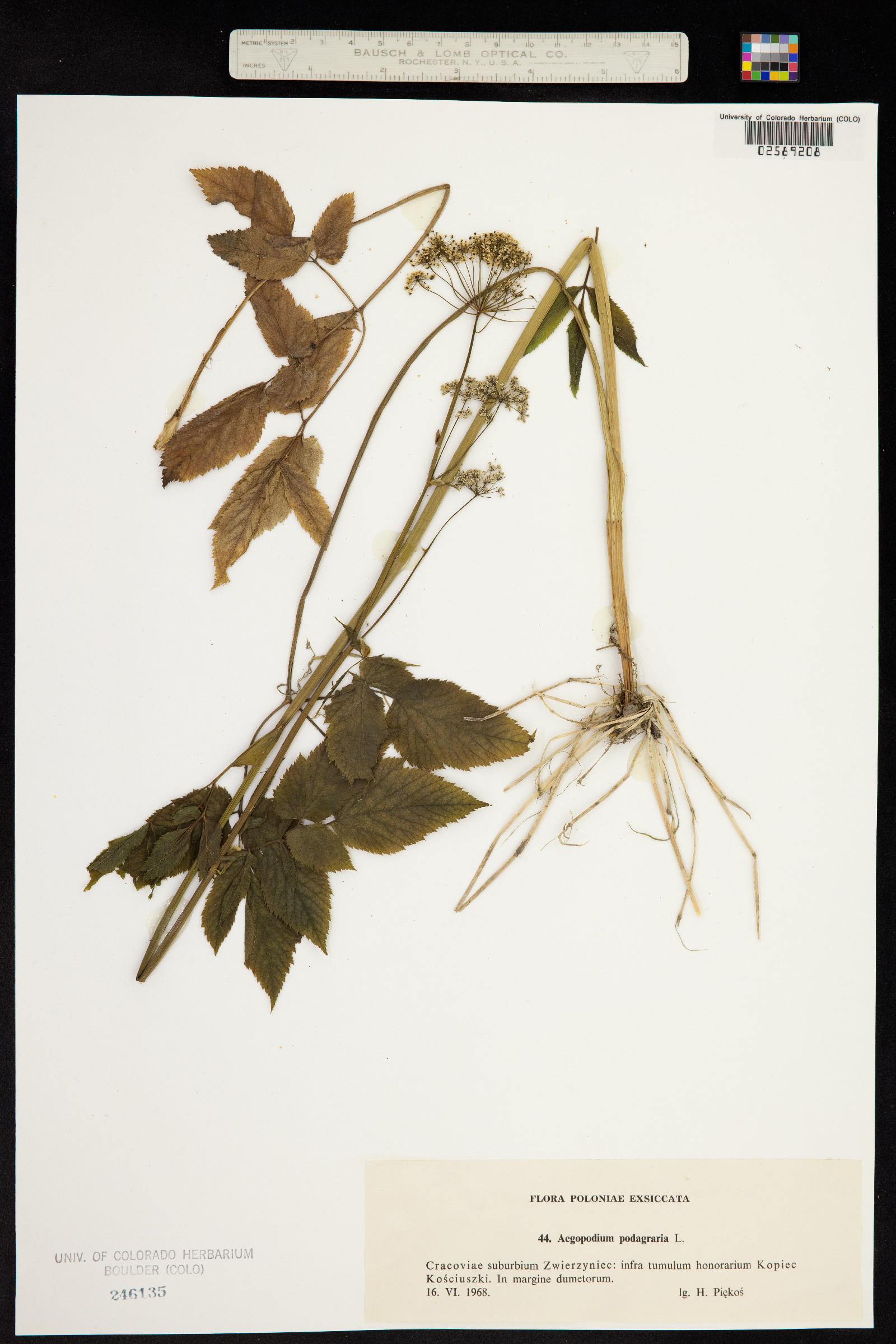 Aegopodium podagraria image