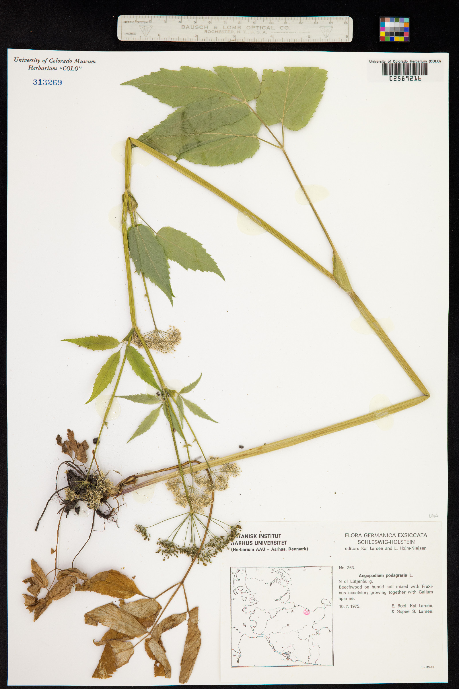 Aegopodium podagraria image