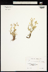 Carum caucasicum image