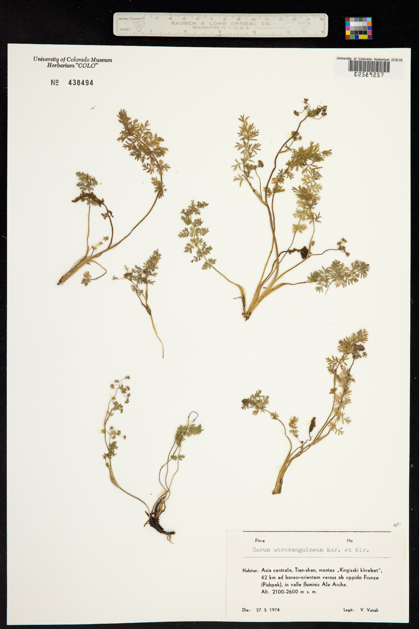 Vicatia atrosanguinea image