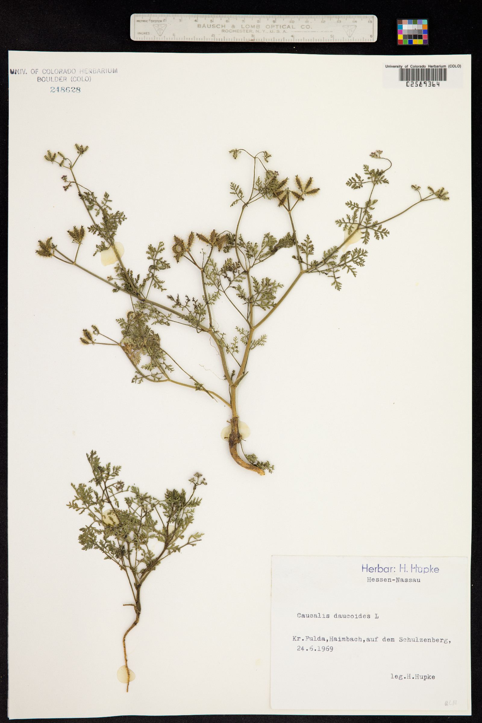 Caucalis daucoides image