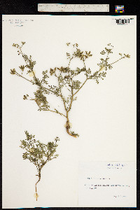 Caucalis daucoides image