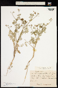 Caucalis daucoides image