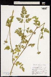 Daucus incognitus image