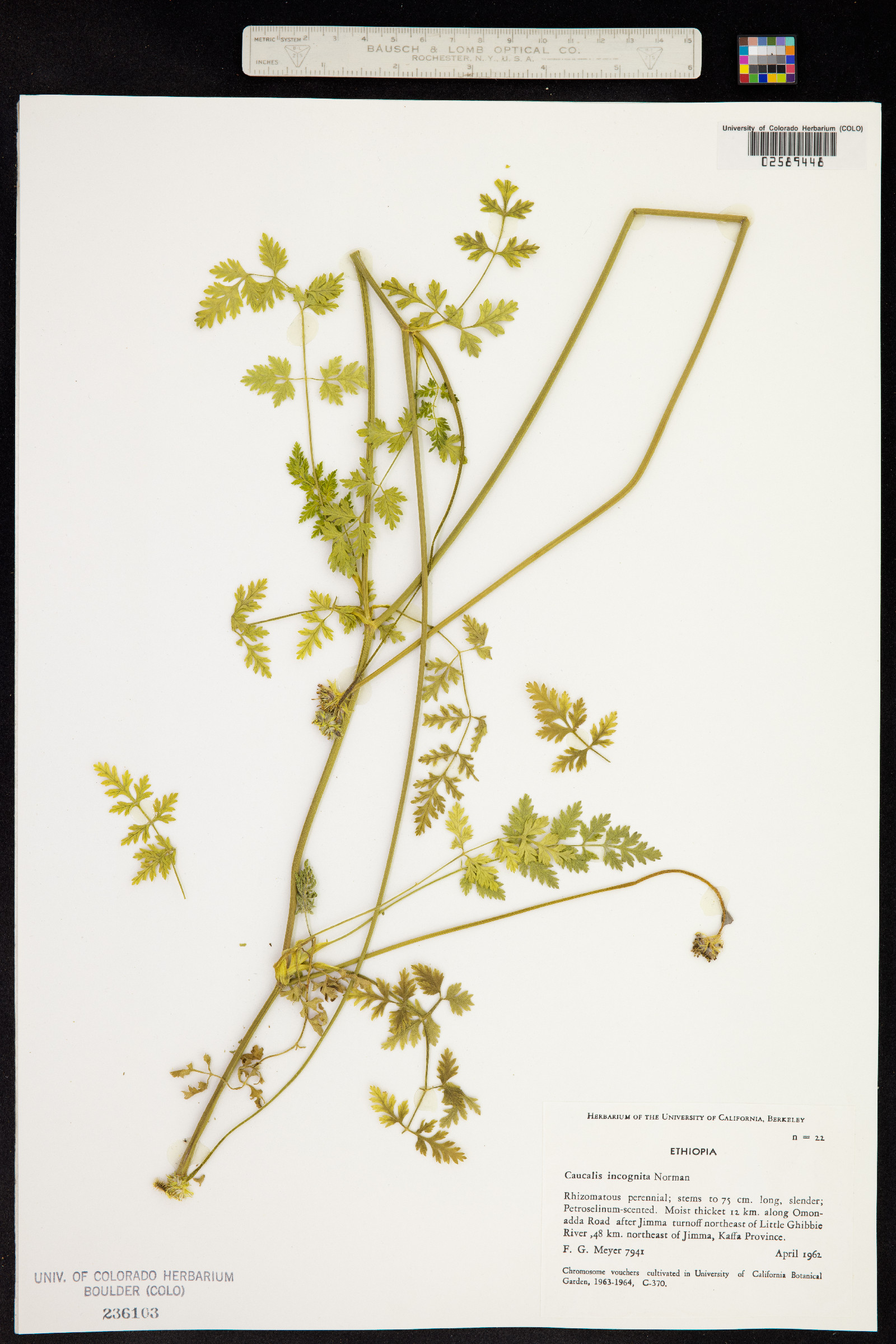 Daucus incognitus image