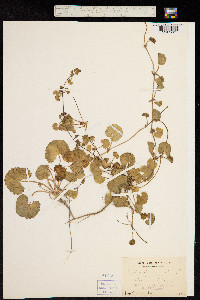Image of Centella asiatica