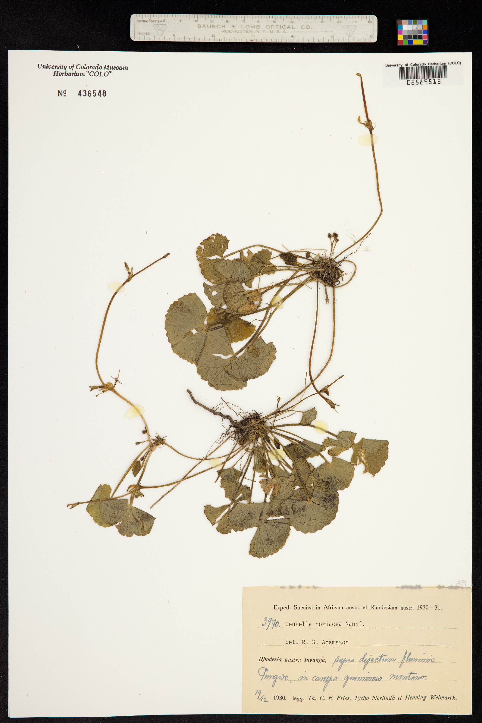 Centella coriacea image