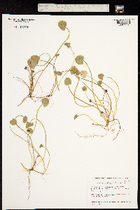 Centella uniflora image
